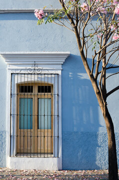 Blooming Roble de Sabana tree in front of old blue building