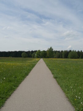 Asphalt road leading to forest