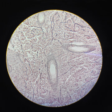 Microscope photography of different organic tissues made with a phone camera
