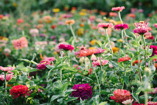 zinnias growing in a cutting garden
