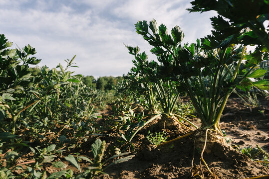 celeriac growing on a farm
