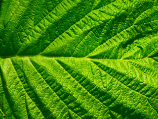 Green leaf texture. Grape leaf close up.