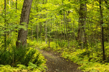 Obraz na płótnie Canvas path in the forest
