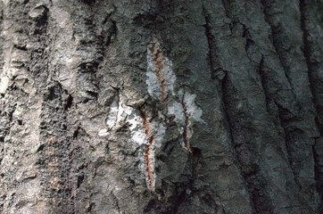 bark texture