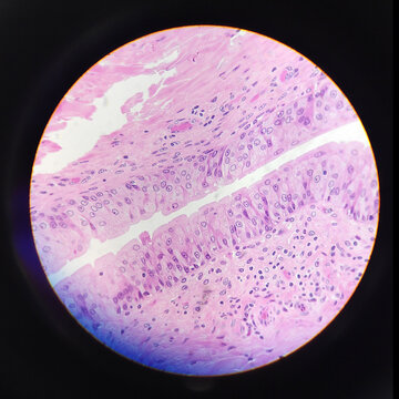 Microscope photography of different organic tissues made with a phone camera