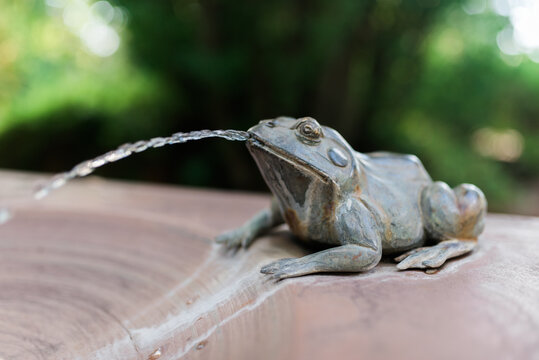 A frog water fountain