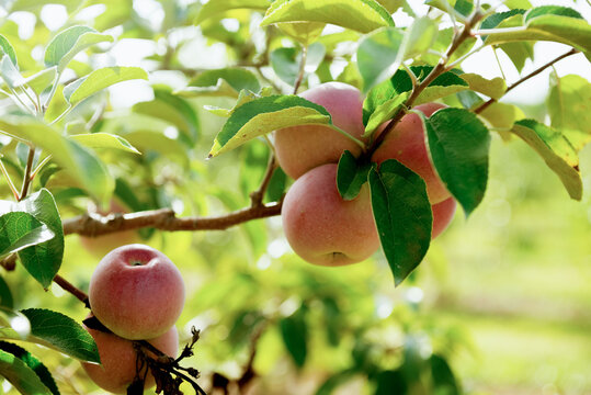 Apple Orchard