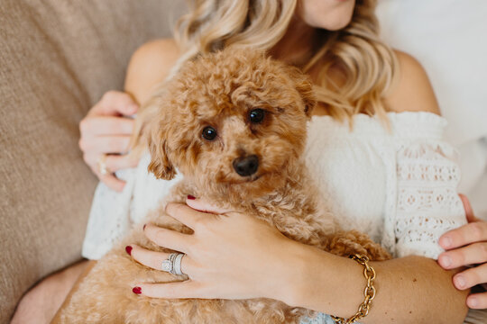 Portrait of a toy poodle / mini goldendoodle dog