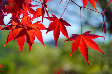 秋を彩る紅葉の模様