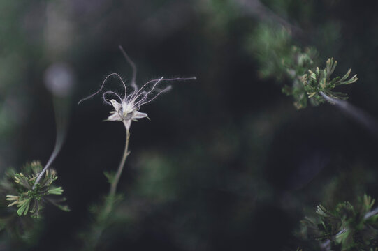 Apache Plume