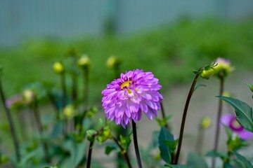 ひっそりと咲く紫のグラデーションがきれいな球状ダリア