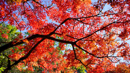 秋を彩る紅葉の模様