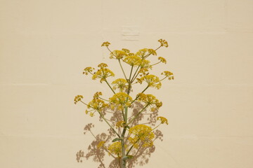 yellow flowers on a wall background