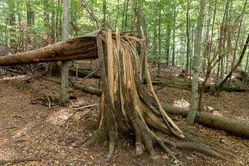 Fototapeta premium Big brown broken tree in the forest