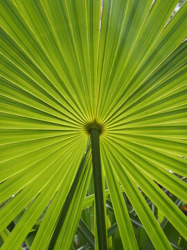 Green plant with with leaves growing in a circle