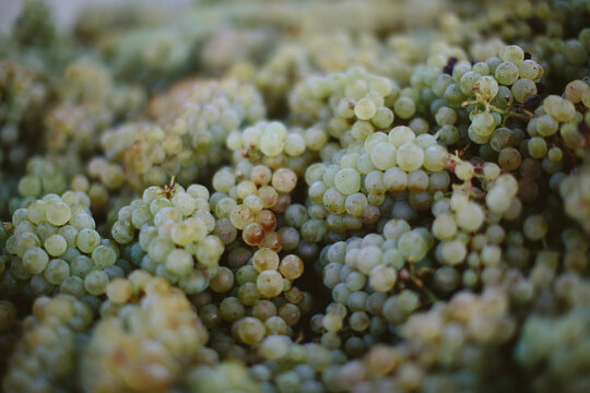 Wine Grapes