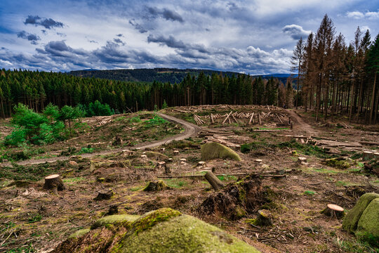Kahlschlag Abholzung Waldsterben