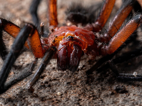 Curtain-web Spider of the Genus Diplura