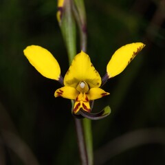 Spotted Doubletail - Diuris maculata