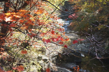 주왕산 단풍 구경