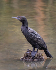 Little Black Cormorant (Phalacrocorax sulcirostris) perched on a stump in a pond - NSW, Australia