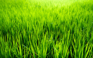 rice field