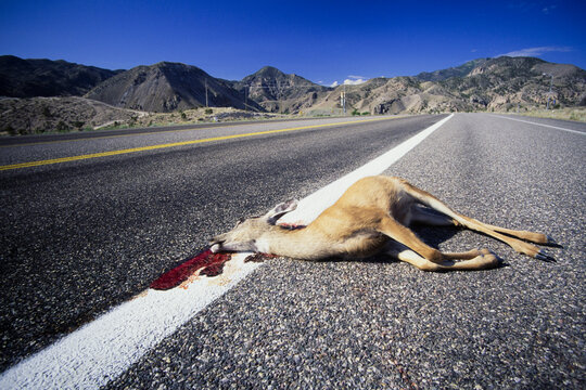 Killed deer on roadside, off Route 89 in southern Utah, USA