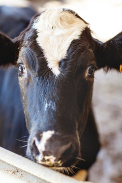 Calf in a farm