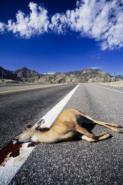 Killed deer on roadside, off Route 89 in southern Utah, USA