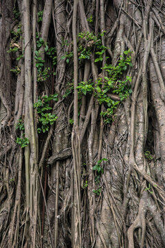Detail of ancient huge banyan tree with roots