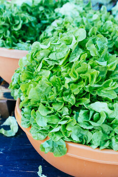 Fresh gren lettuce for sale at an oudoors farmers market