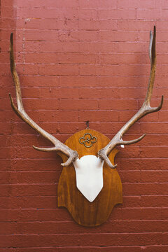 deer skull trophy