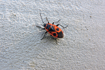 A red and black firebug in close-up with black round spots on red wing covers