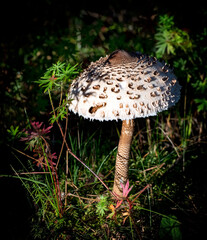 The parasol mushroom (Macrolepiota   procera) is a basidiomycetefungus with a large, prominent fruiting body resembling a lady's parasol. 