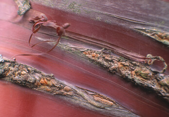 closeup macro of the bands of smooth and rough bark on a sweet cherry tree (prunus avium)
