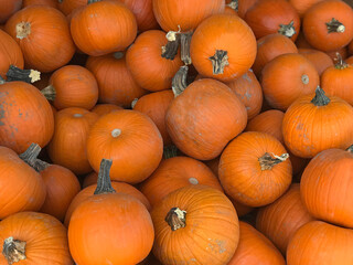 Many sugar pie pumpkins are shown on display in a farmer's market produce bin in the autumn.