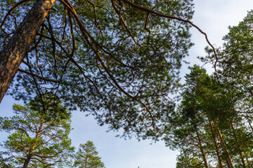 Obraz premium autumn landscape with beautiful multicolored trees in the forest against the blue sky