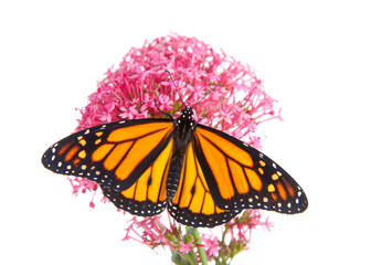 Fototapeta na wymiar Close up profile view of one Monarch butterfly, top view with wings open, on pink Egyptian Star Cluster flowers. Isolated on white.