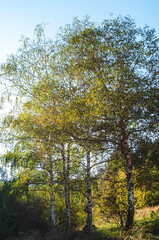 A nice picture of some large pine trees from a low angle. A sunny day with a clear blue sky. Viksjö, Järfälla, Stockholm, Sweden.