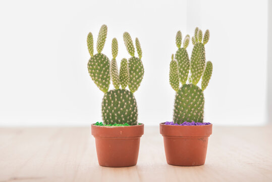 Still Life of Small Potted Cactus Plant with Bright White Background