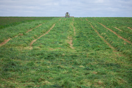 Cutting spring grass for cattle feed at the farm