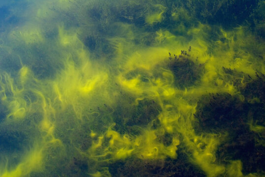 telephoto closeup wispy ethereal filaments of algae underwater on pond bottom