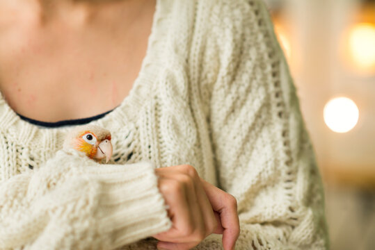 Close Up of Small Pet Parrot in Womans Hand