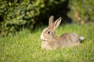 Naklejka na ściany i meble Easter rabbit on fresh green grass in nature