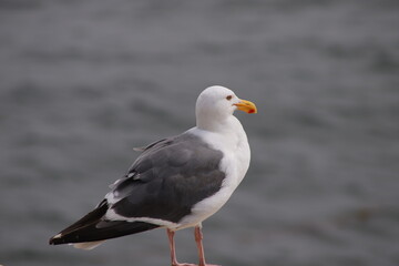 Fototapeta na wymiar A Seagull Standing on a Rock by the Sea