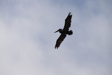 Pelican Flying through the Air by the Sea