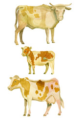Cow isolated watercolor illustration by hand