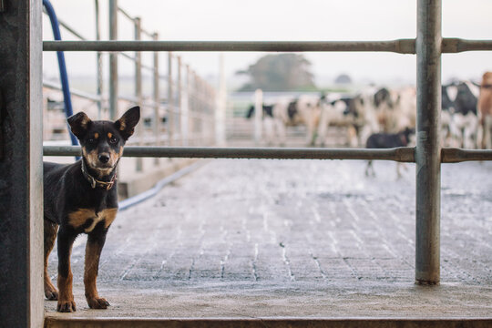 Kelpie Pup learning how to herd cows in milking shed