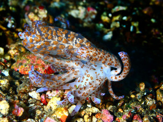 Colorful underwater macro photography