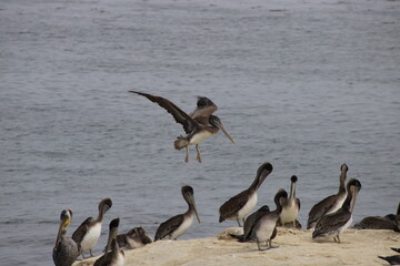 Pelican Flying through the Air by the Sea